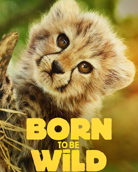 مسلسل Born to be Wild الموسم الاول الحلقة 6 والاخيرة مترجمة